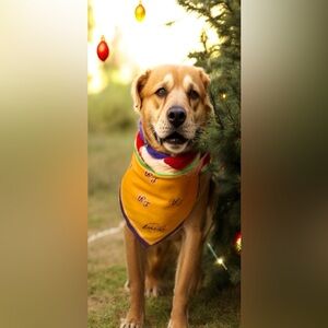 Dog clothing-  Los Angeles Lakers
Bandana - NBA- NWT